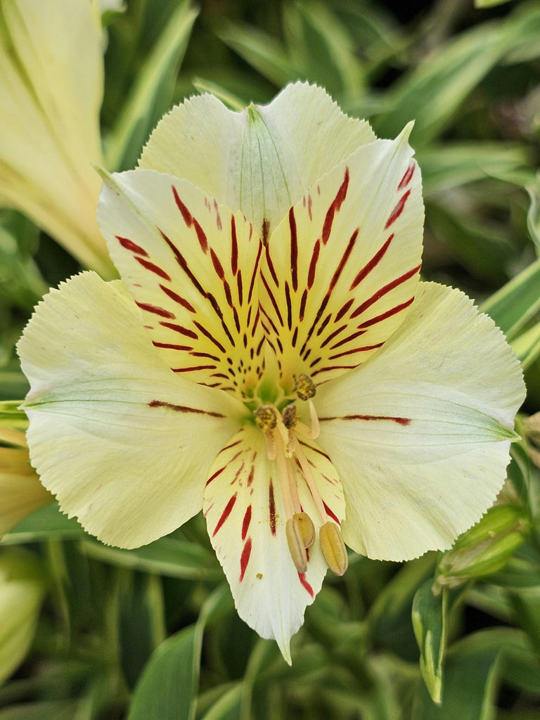 The Significance and Symbolism of Alstroemeria RA The Flowers Express