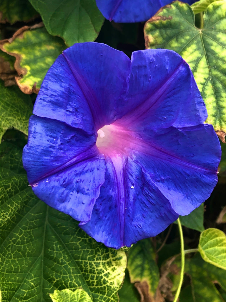 The Best Flower Arrangements for September Embracing the Essence of F